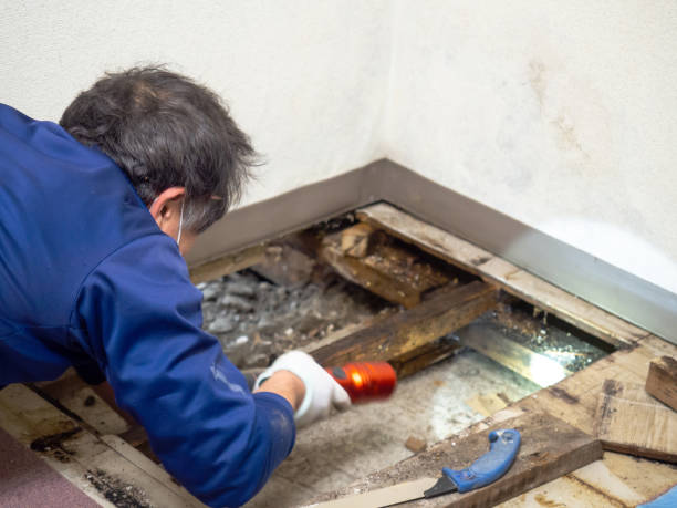 Best Black Mold Remediation in Bald Kno, AR