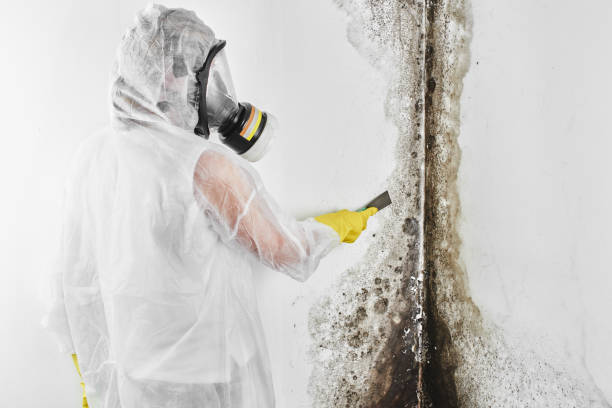 Best Preventive Mold Services in Bald Kno, AR