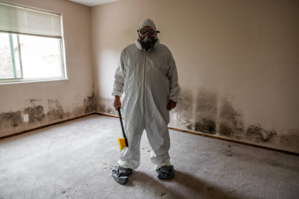 Best Basement Mold Remediation in Bald Kno, AR